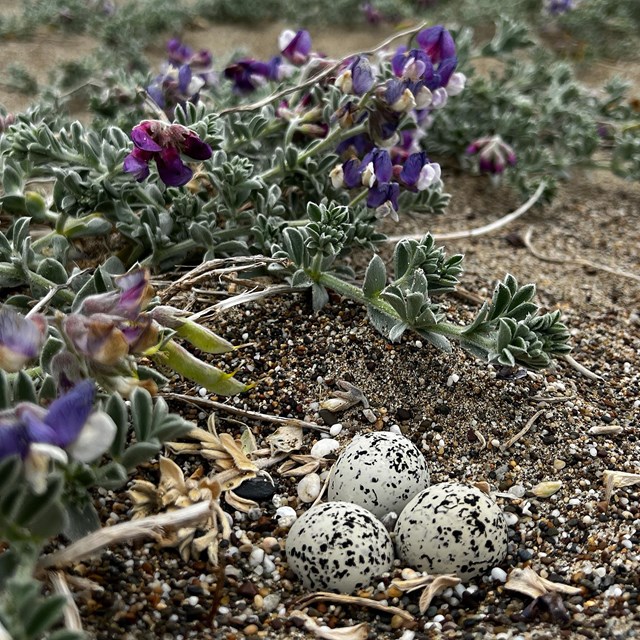 A photo of three small black-speckled, beige-colored egg sitting among plants with purple flowers.