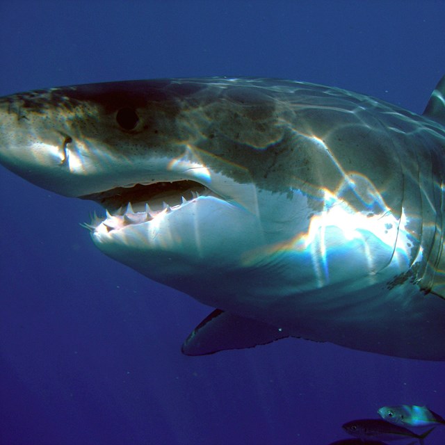A large gray-backed, white-bellied shark with its mouth open swims above a few smaller fish.
