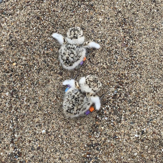 A photo from above of 2 small, fluffy, light-tan, speckled-black plover hatchlings sitting on sand.