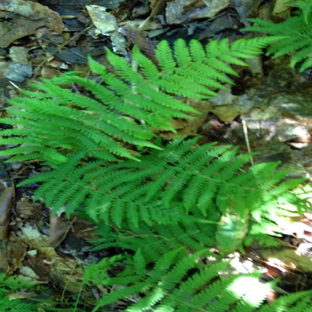 Bright green ferns on the forest floor
