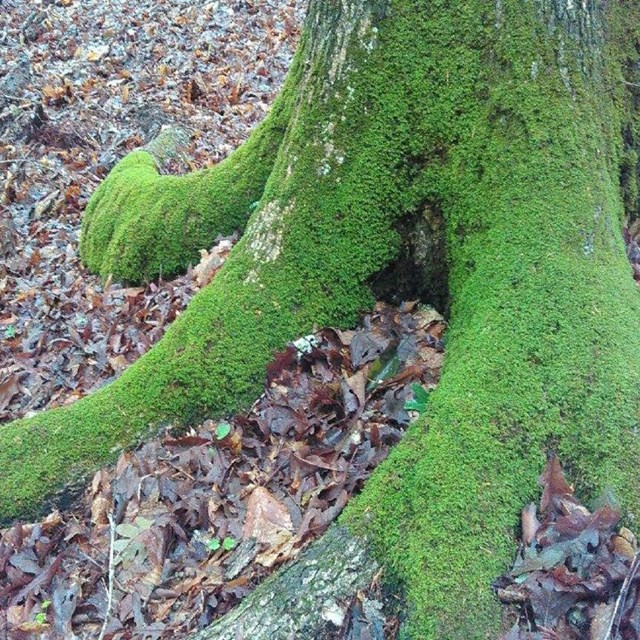 Moss on the root of a tree