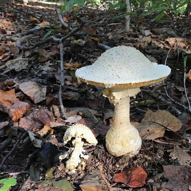Mushroom sticking out out from the ground 