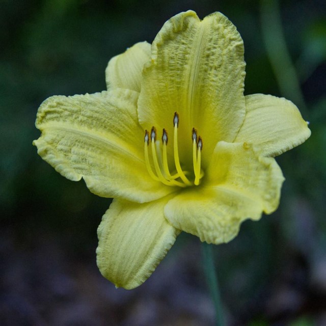 A yellow Canadian Lilly in the foreground of greenery 
