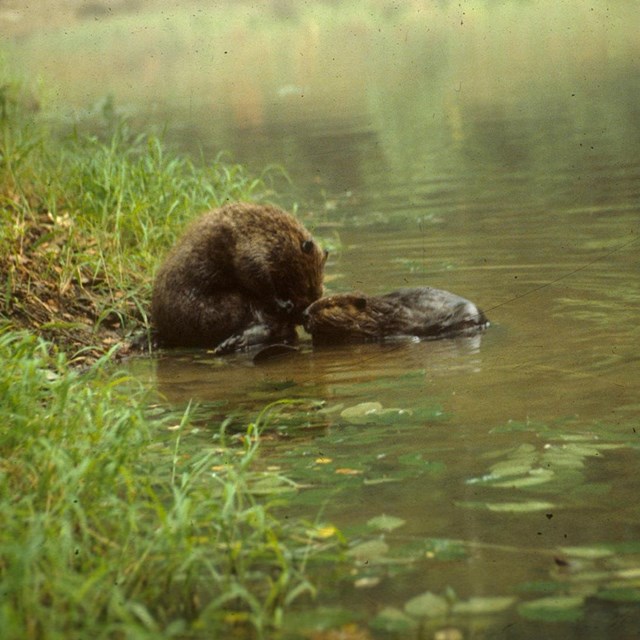 Two beavers cooling off in the water