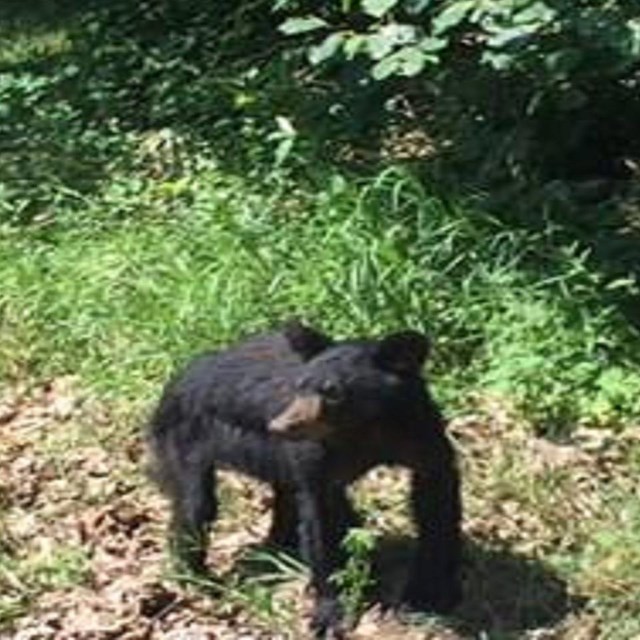 Black bear cub standing on a trail 