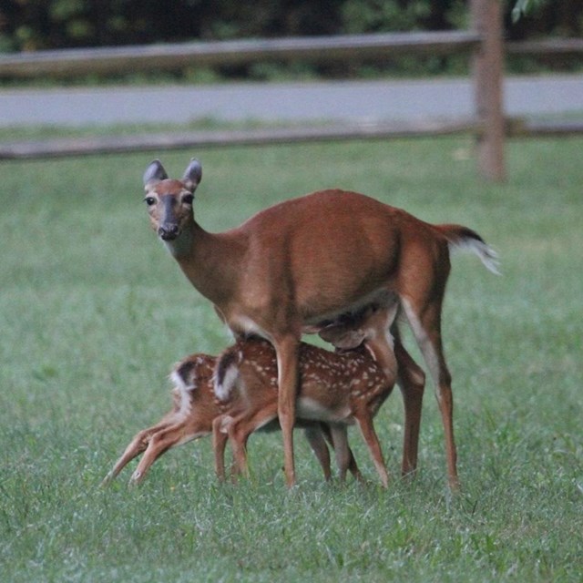 Two fawns standing under their protective mother