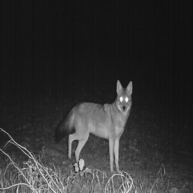 A glowing-eyed coyote walking in the forest at night time