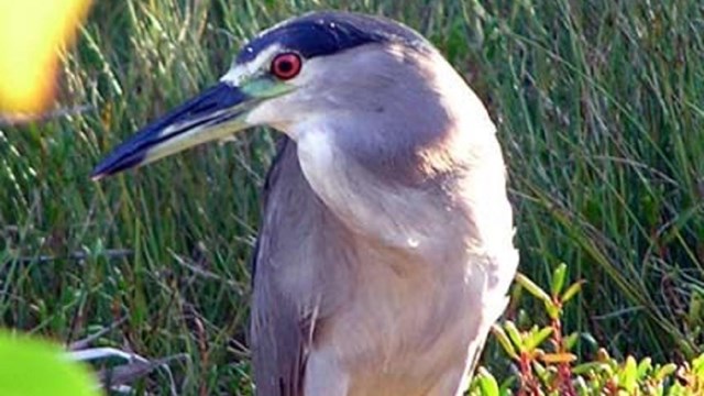 A night heron stands on the edge of a pond.