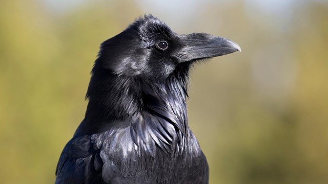 Sleak raven in profile