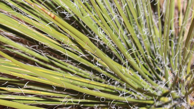 Close up of yucca fronds