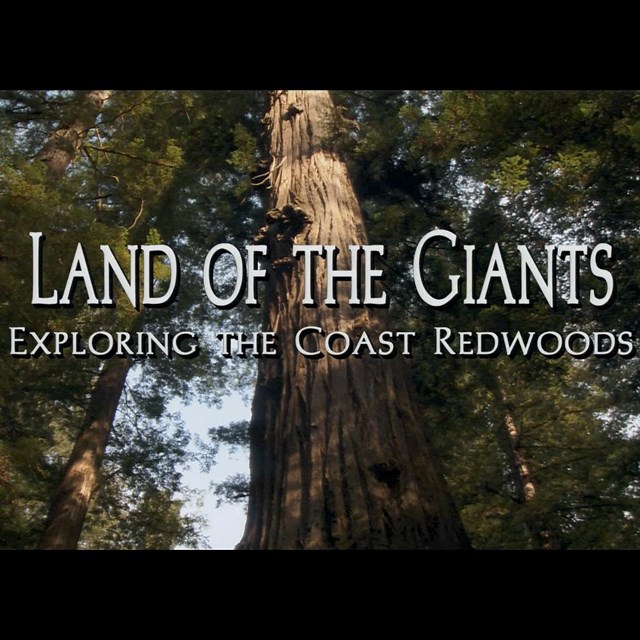 See and hear the dramatic scenery on the Redwood Coast