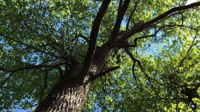 An upward shot of a tree.