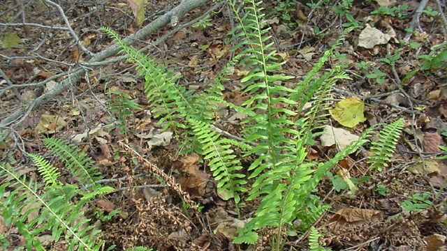 A downward photo of a green fern on the forest floor.