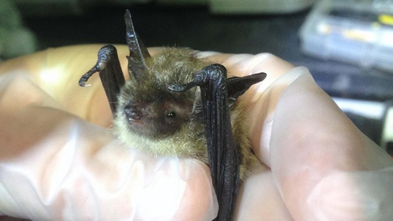 A gloved hand holding a Northern Long-eared Bat.