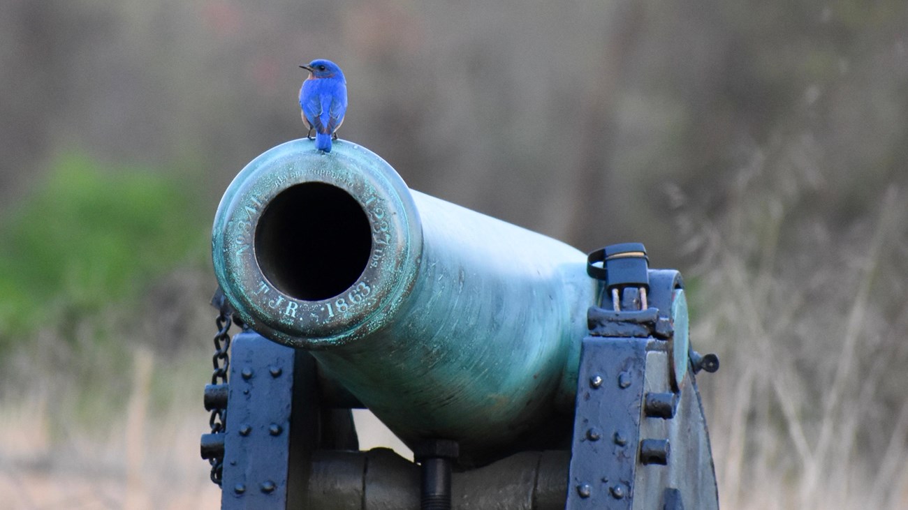 A bluebird sitting on a cannon.