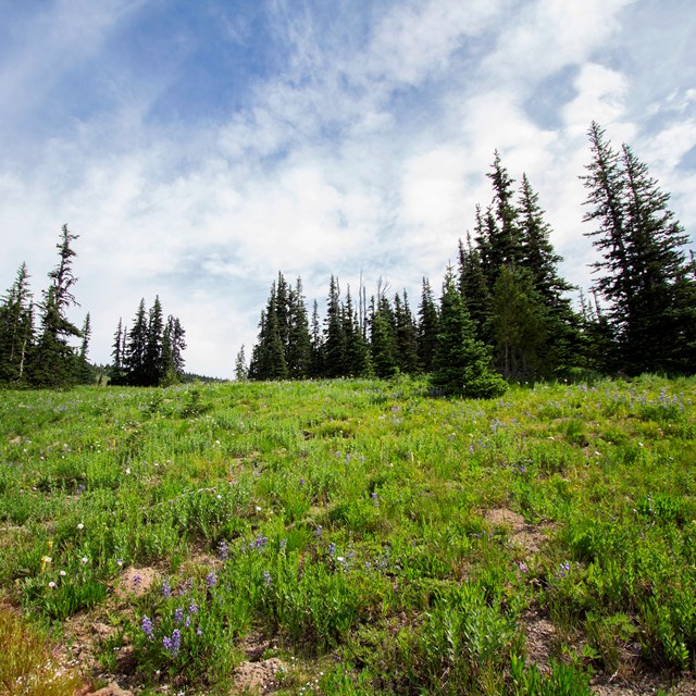 Wildflower meadows in Mount Rainier National Park.