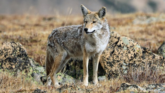 A coyote is standing on tundra