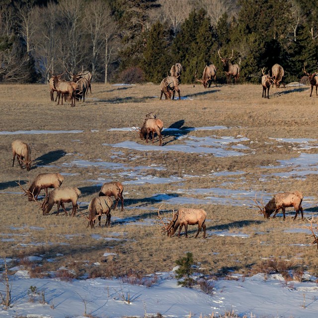 A herd of bull elk are grazing in Horseshoe Park