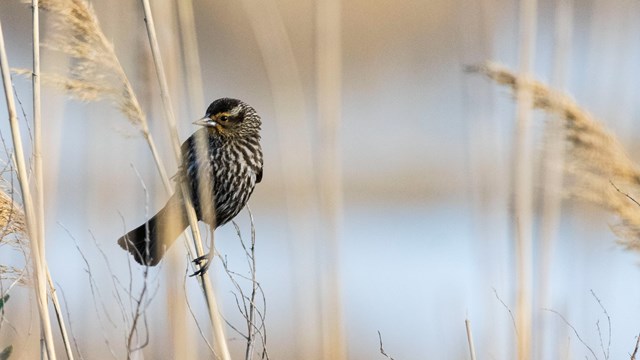 Female red-winged blackbird clinging to a phragmite, a common reed in wetlands. 
