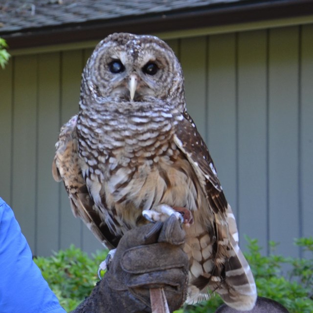 Wings to Soar showing the Barred Owl