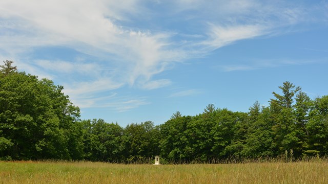 field with long grass and blue sky