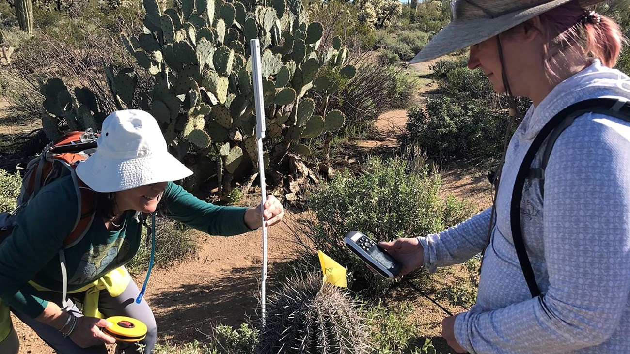 Two women in hats measure the height of a saguaro cactus