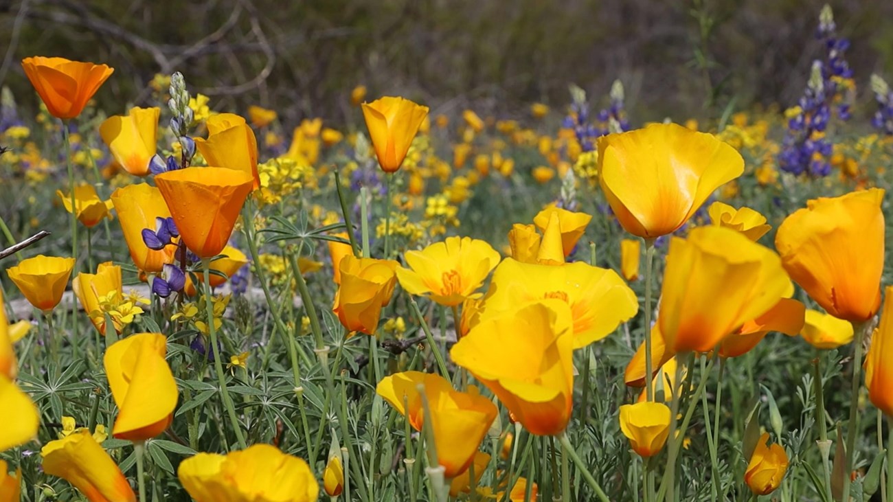 Horizontal Image of a field of flowers. Ground level view of yellow poppies and blue lupines.
