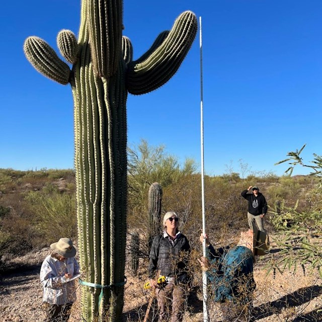 citizen scientists measure arms on a saguaro
