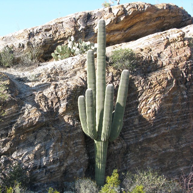 Saguaro Cactus