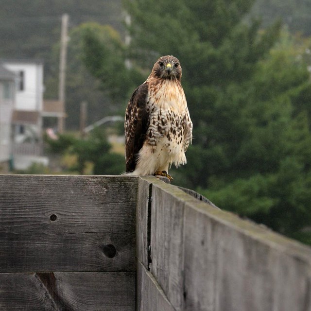 A hawk resting on top of a structure.