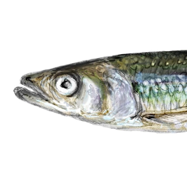 Illustration of a small silvery fish with rainbow iridescence.
