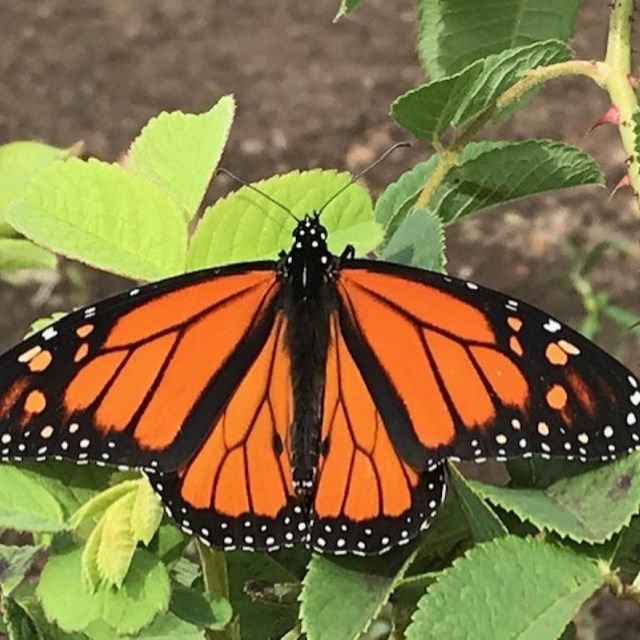 Orange and black butterfly with a border of white spots on green leaves.