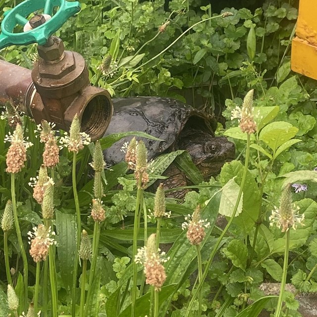 Snapping turtle nestled amid green grasses and beside a faucet.