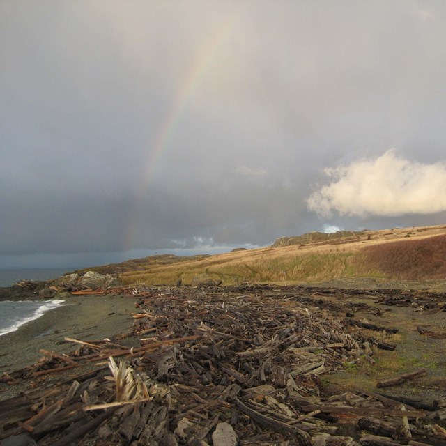 A rainbow goes over a gray sand beach with lots of wood on it. The sky is gray with clouds