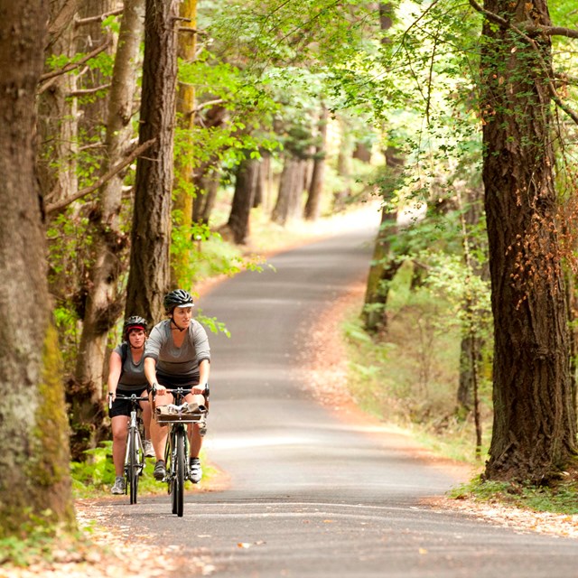 Two bicyclists riding on a forested road.