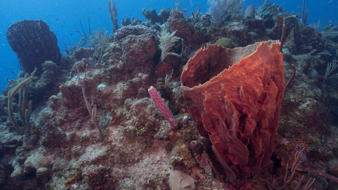 an underwater scene showing various types of coral on a reef