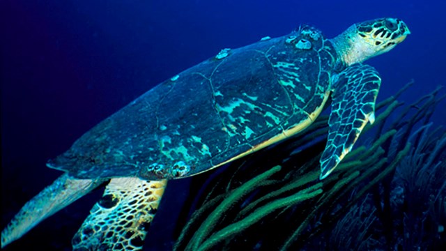 Underwater photograph of large sea turtle