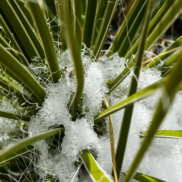 The rosette of yucca leaves covered with snow. 