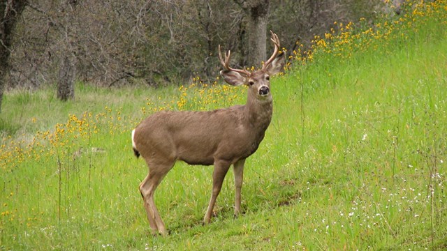 A mule deer, standing in a field of grass and flowers, looks at the camera