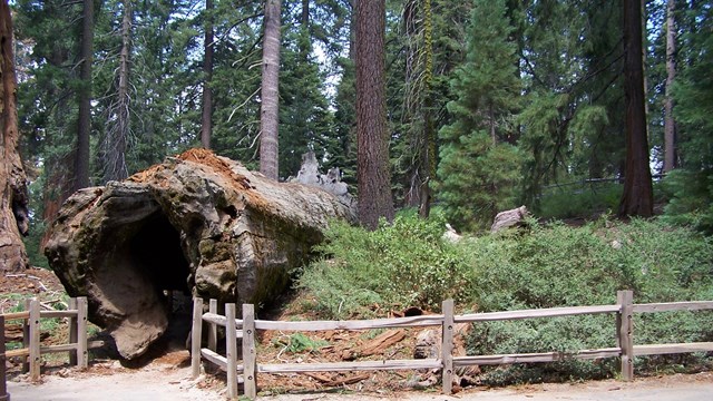 A hollowed sequoia log lies in Grant Grove