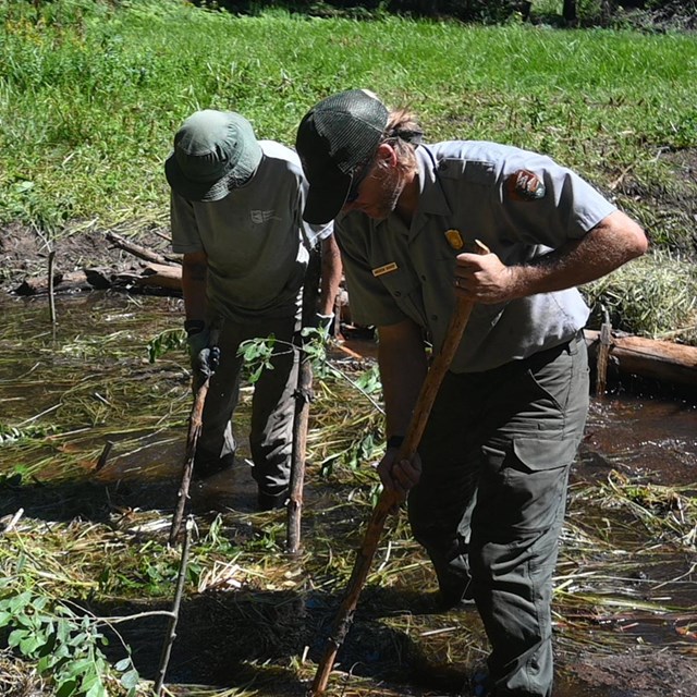 Restoration ecologist and crew member push sticks and logs into stream channel to slow water flow.