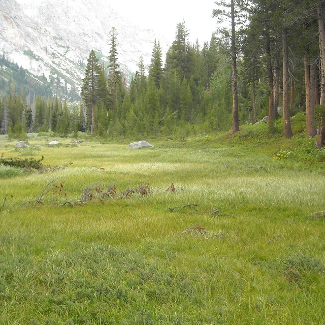Green mountain meadow with forest along edges and mountains in background.