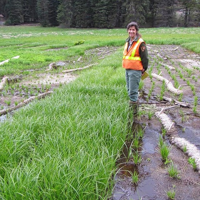 Woman wearing NPS jacket and orange field vest stands in a meadow amidst water and new plants