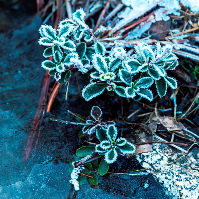 Small plants with leaves covered in frost crystals hang above the frozen surface of a small pool