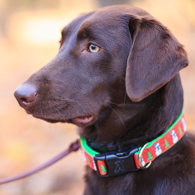 A brown dog with a holiday-themed collar on a leash looks to the left.