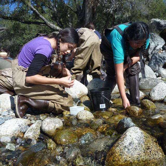 Two students wearing waders lean down to examine rocks in a creek