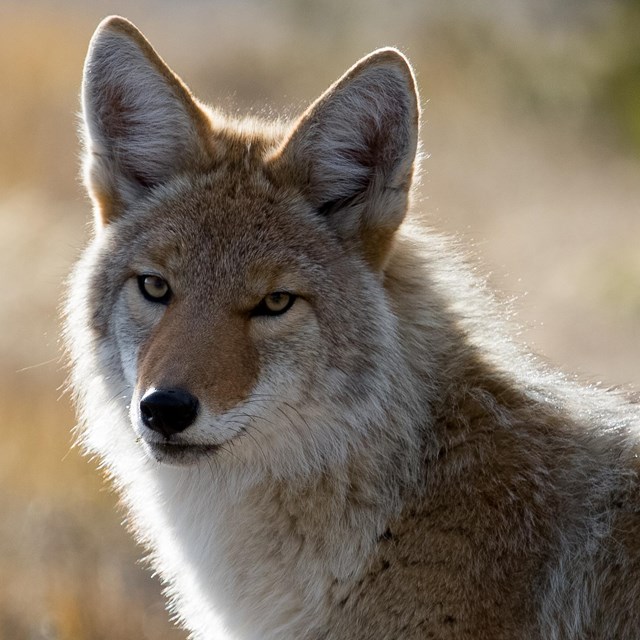 Photo of a coyote looking toward camera