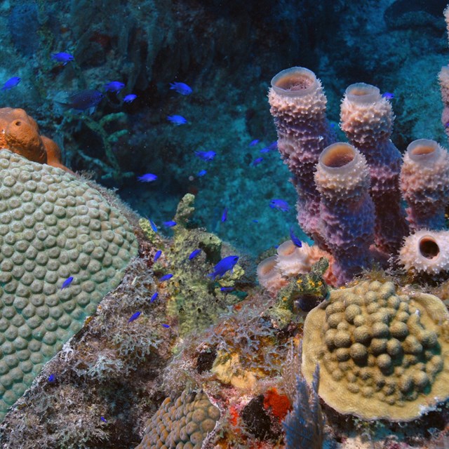 Small blue fish swimming in a coral reef