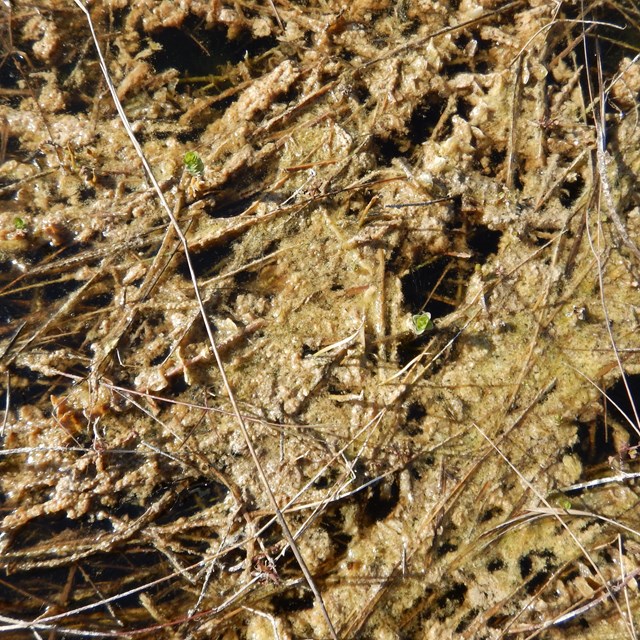 Composition of periphyton in a freshwater marsh