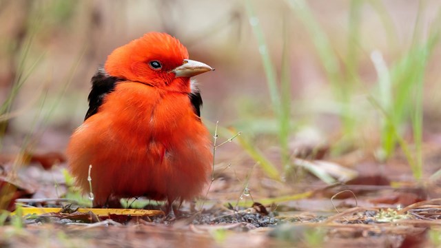 A red bird sitting on the ground looking to the right